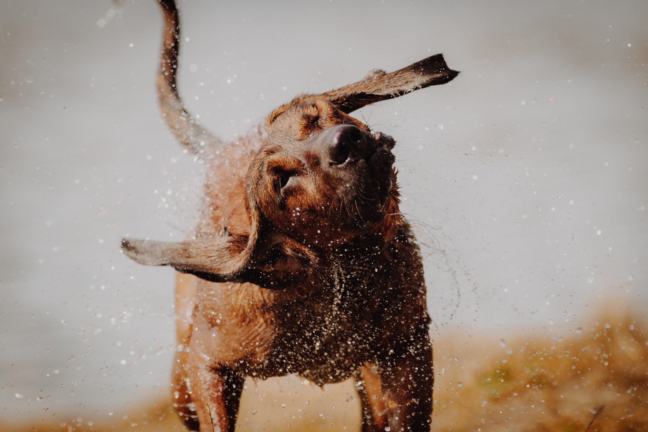 Redbone,Coonhound,Shakes,Water,Off,His,Body