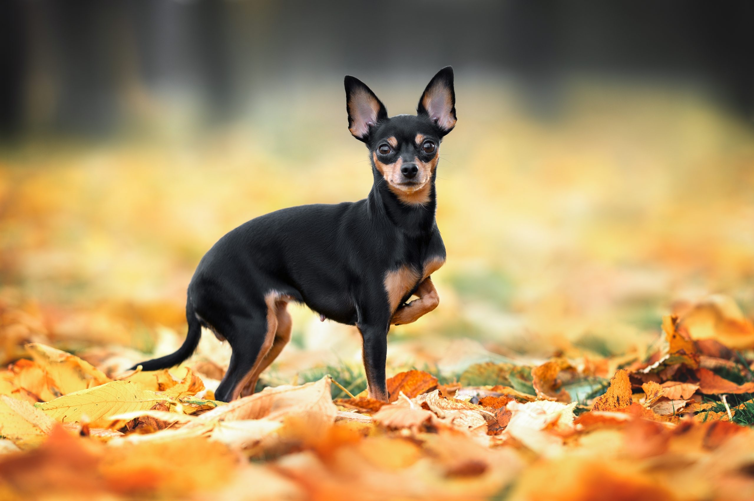 Russian,Toy,Dog,Walking,In,The,Park,In,Autumn