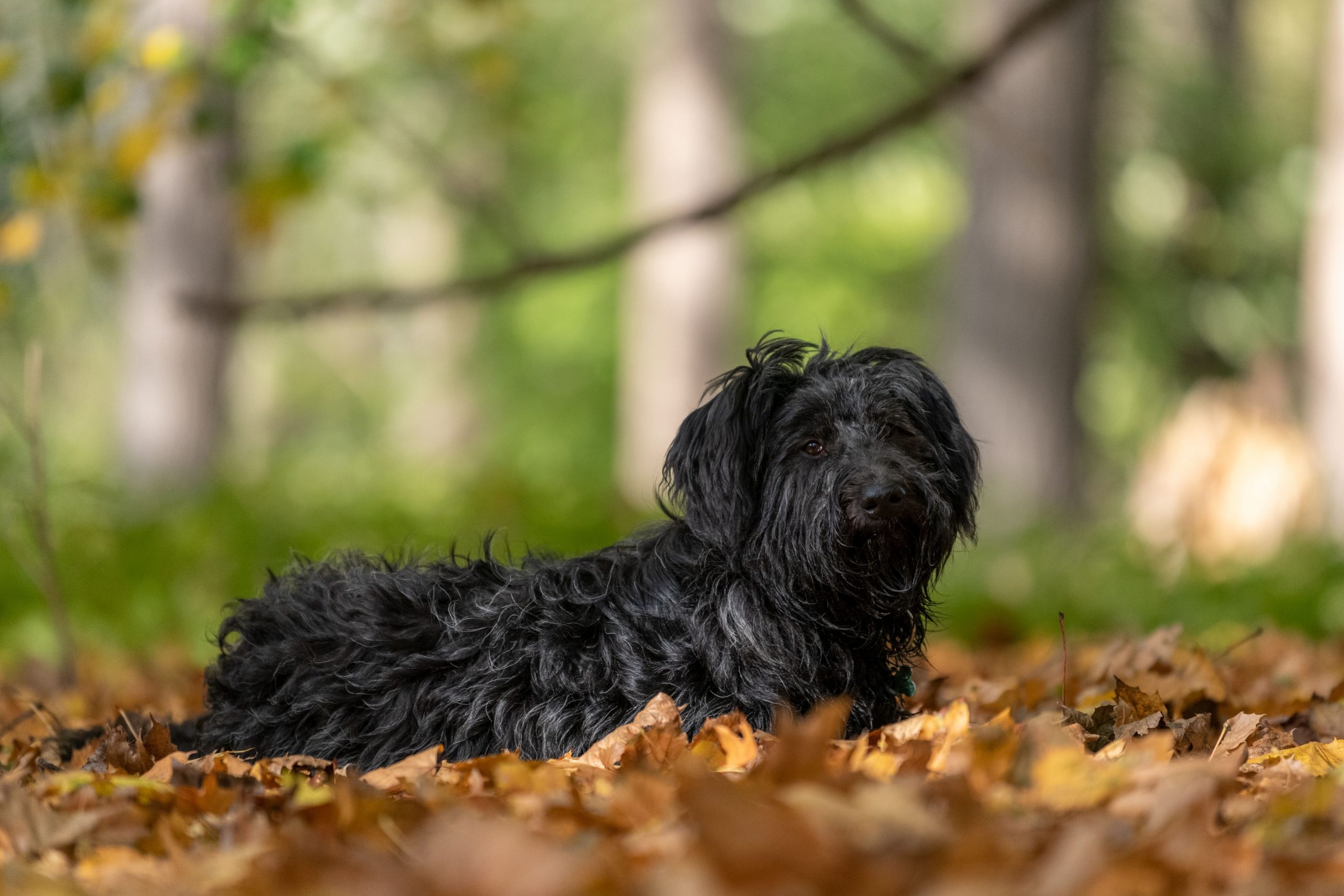 A,Black,Russian,Tsvetnaya,Bolonka,Dog,Resting,On,The,Fallen