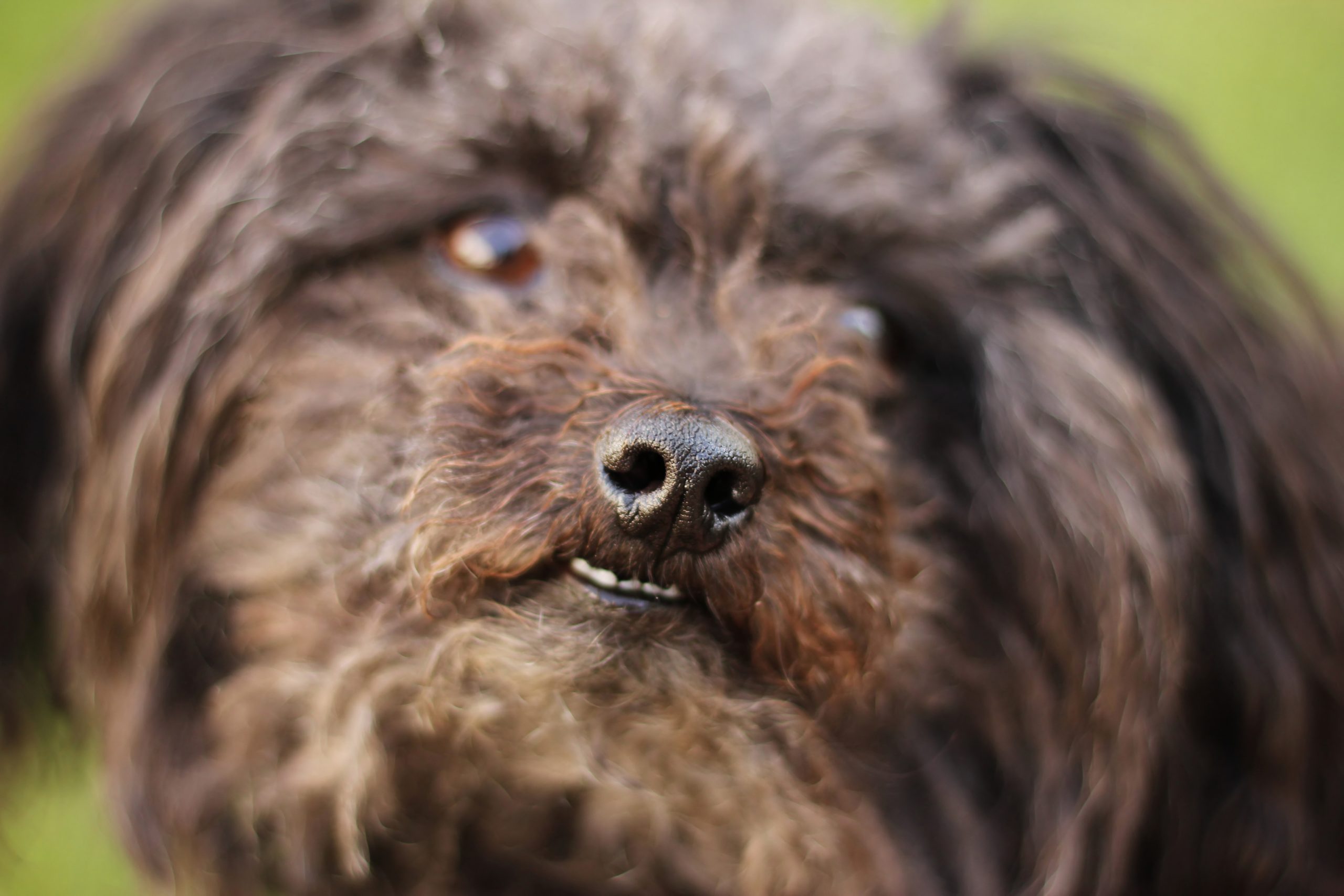 Muzzle,Of,Russian,Tsvetnaya,Bolonka,In,Detail.,Uncommon,Portrait.