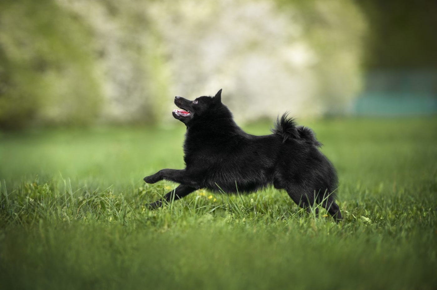 Schipperke