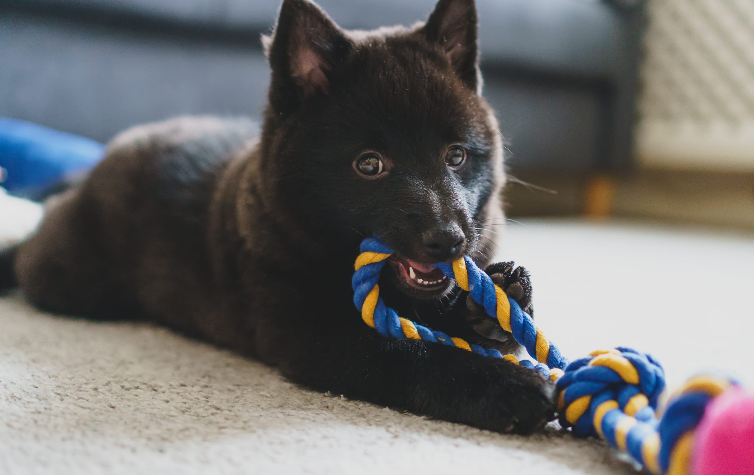 Young,Schipperke,Puppy,Playing,At,Home.