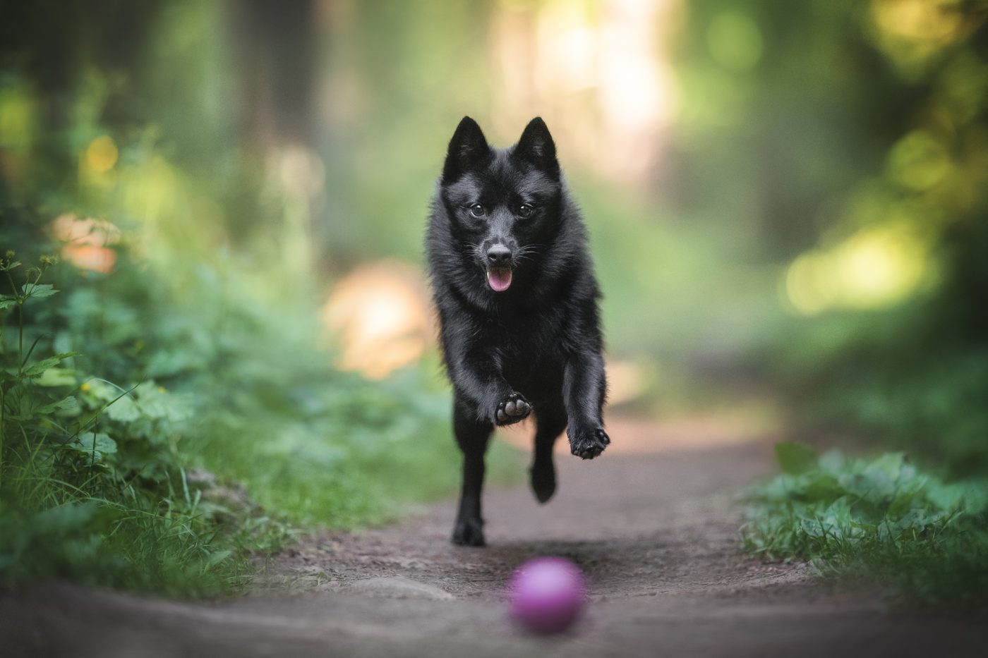 Schipperke dog