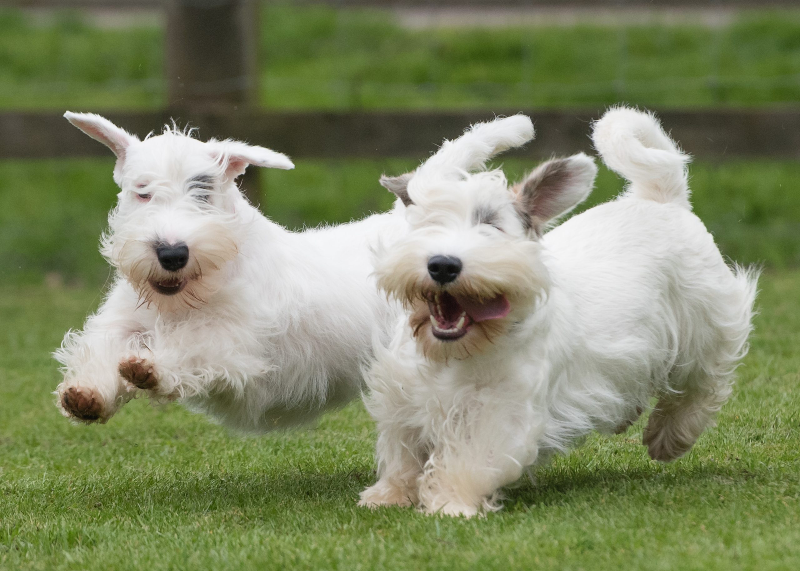 The,Lively,Sealyham,Terriers,Dogs