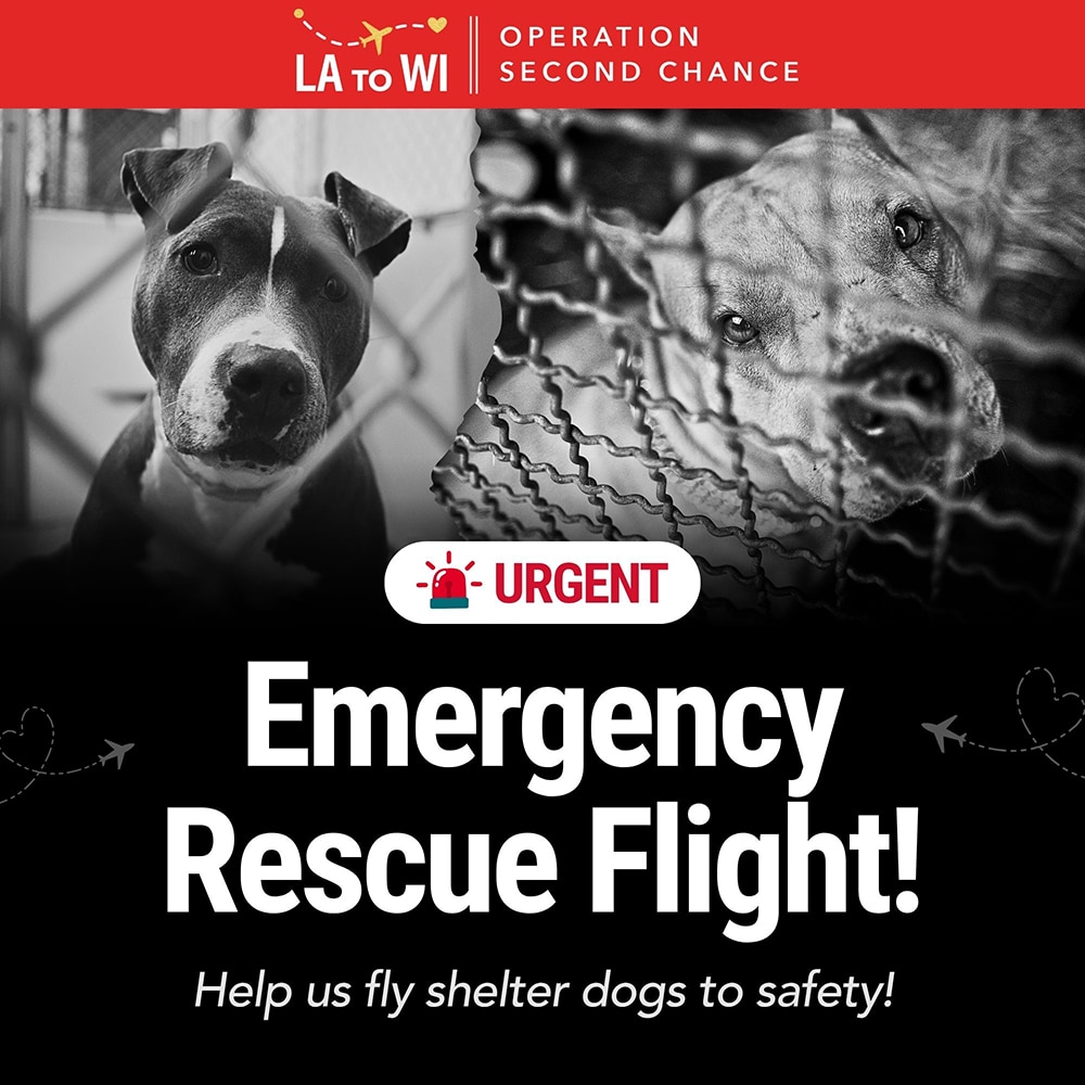 Second Chance Movement™ – Help Fund an Emergency Flight for At-Risk Shelter Pets