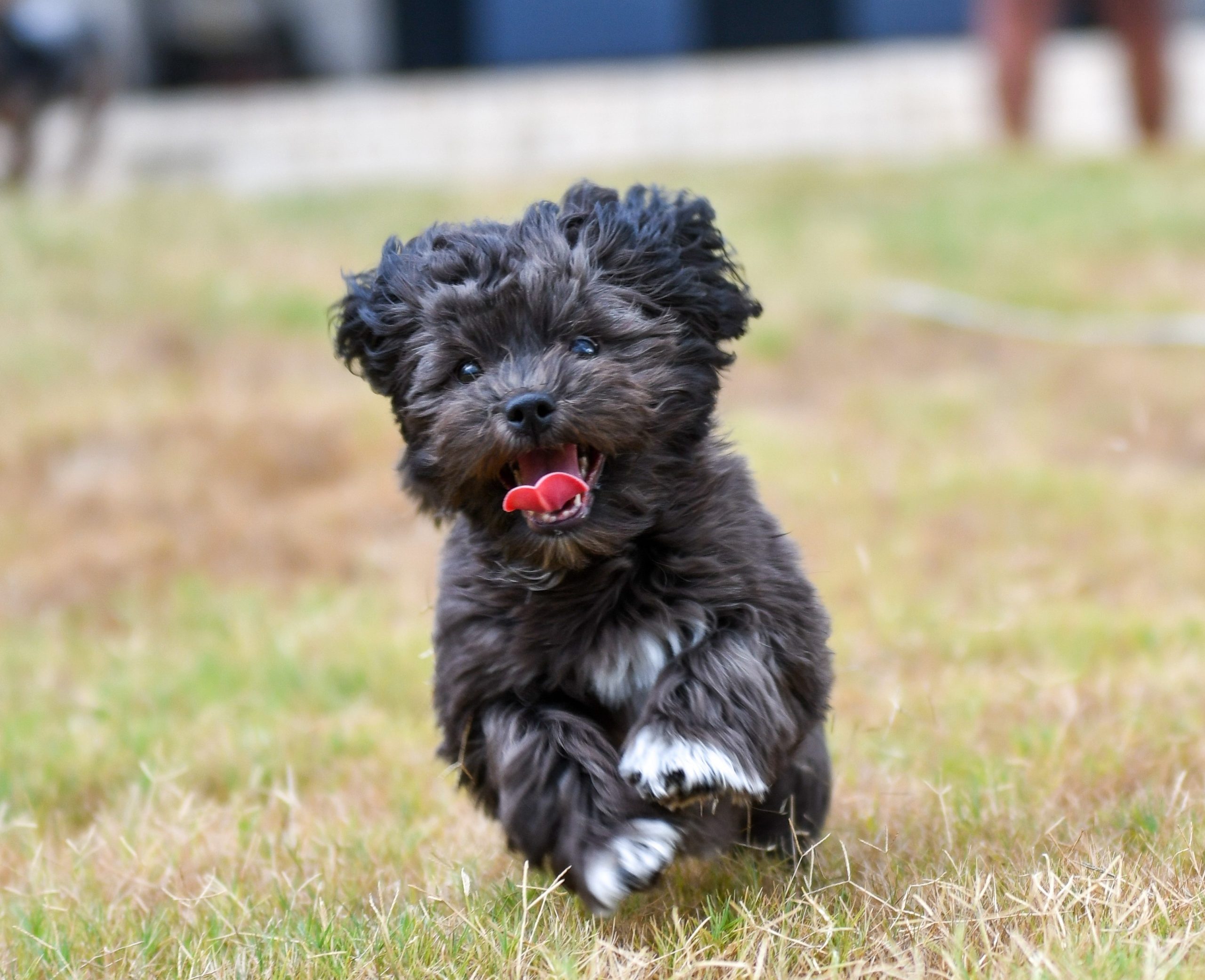Images,Of,A,Shih-poo,Puppydog