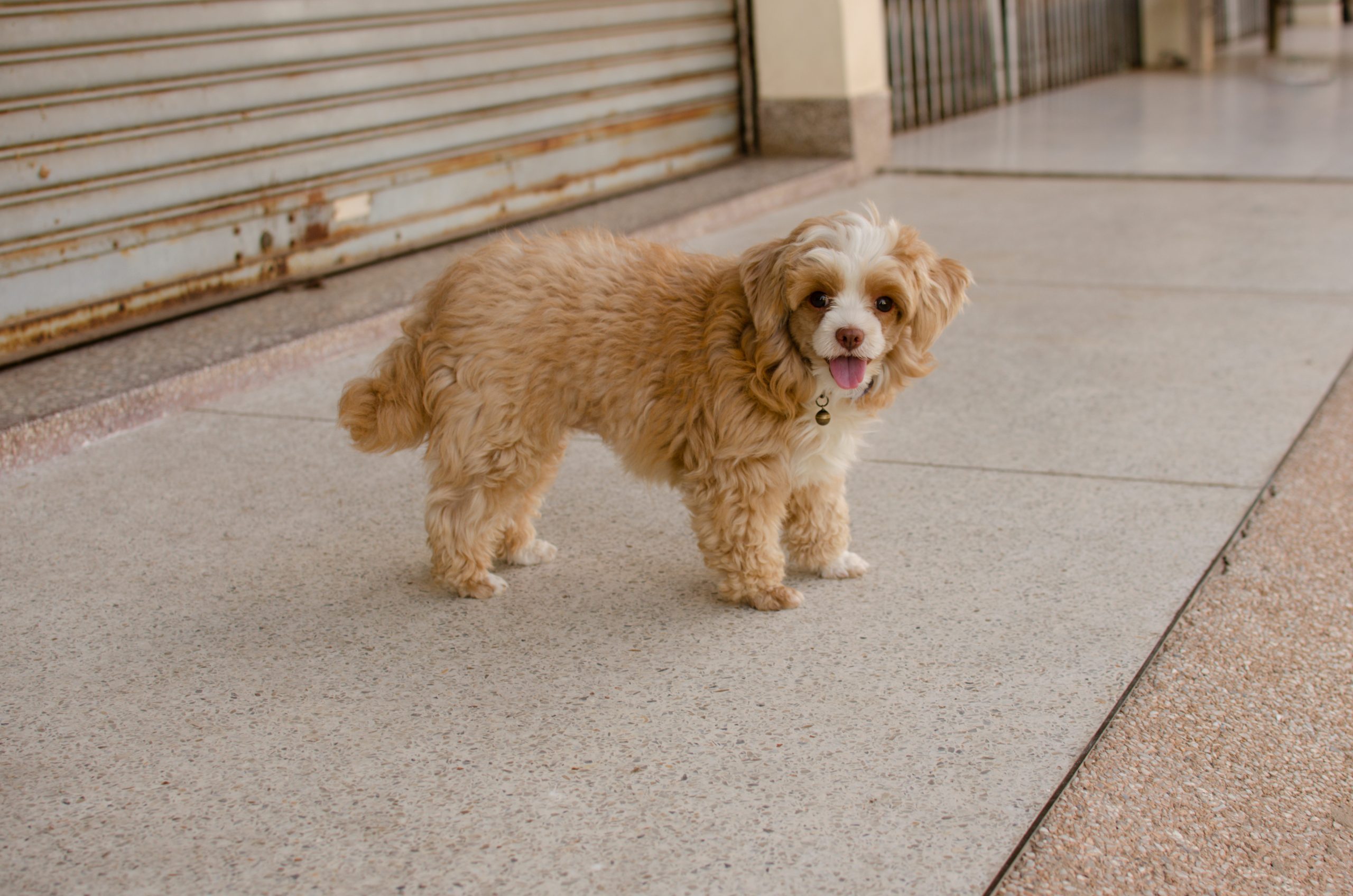 Cute,Happy,Little,Brown,Hair,Shih-poo,Dog,With,Smile
