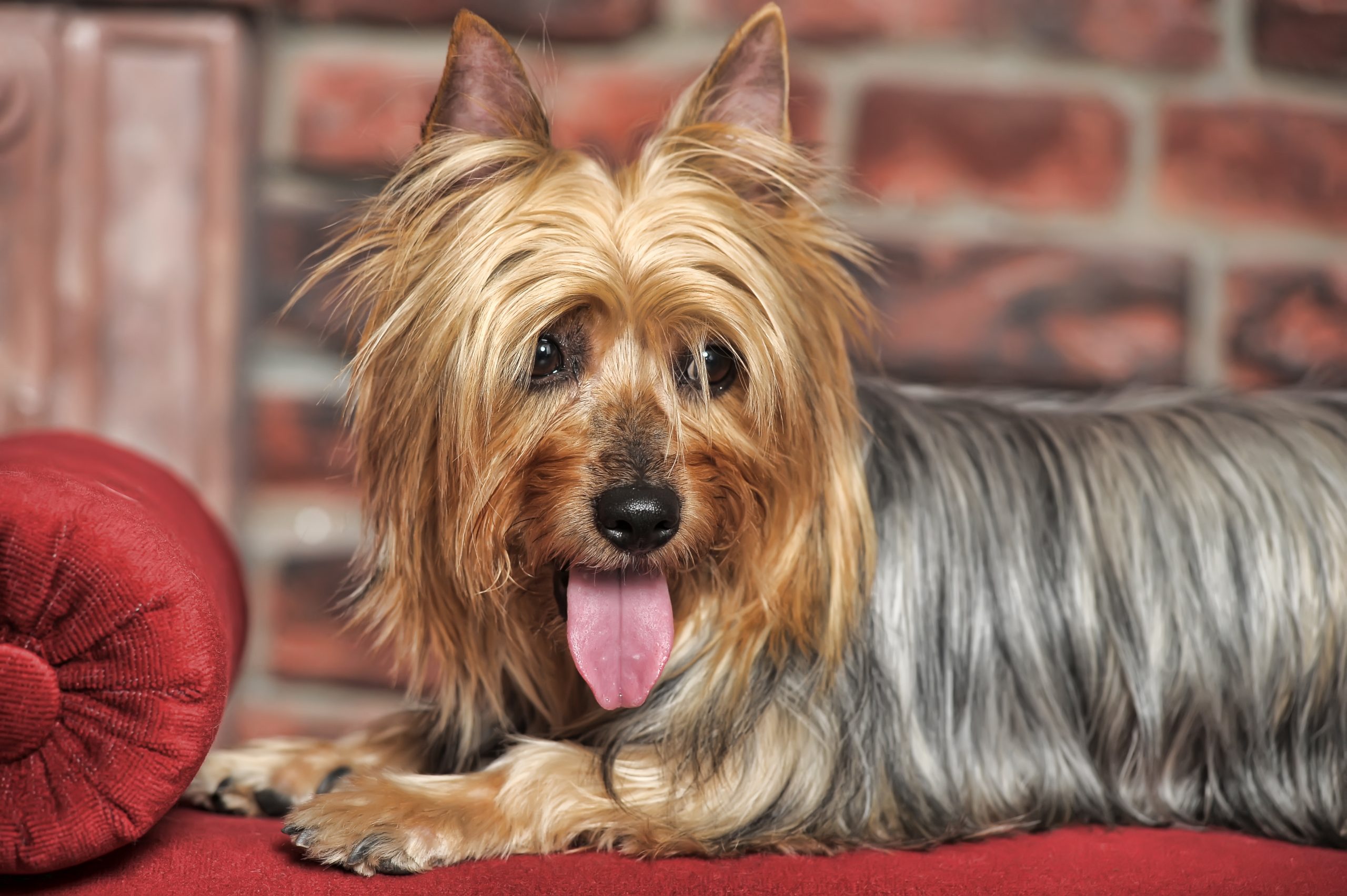 Silky,Terrier