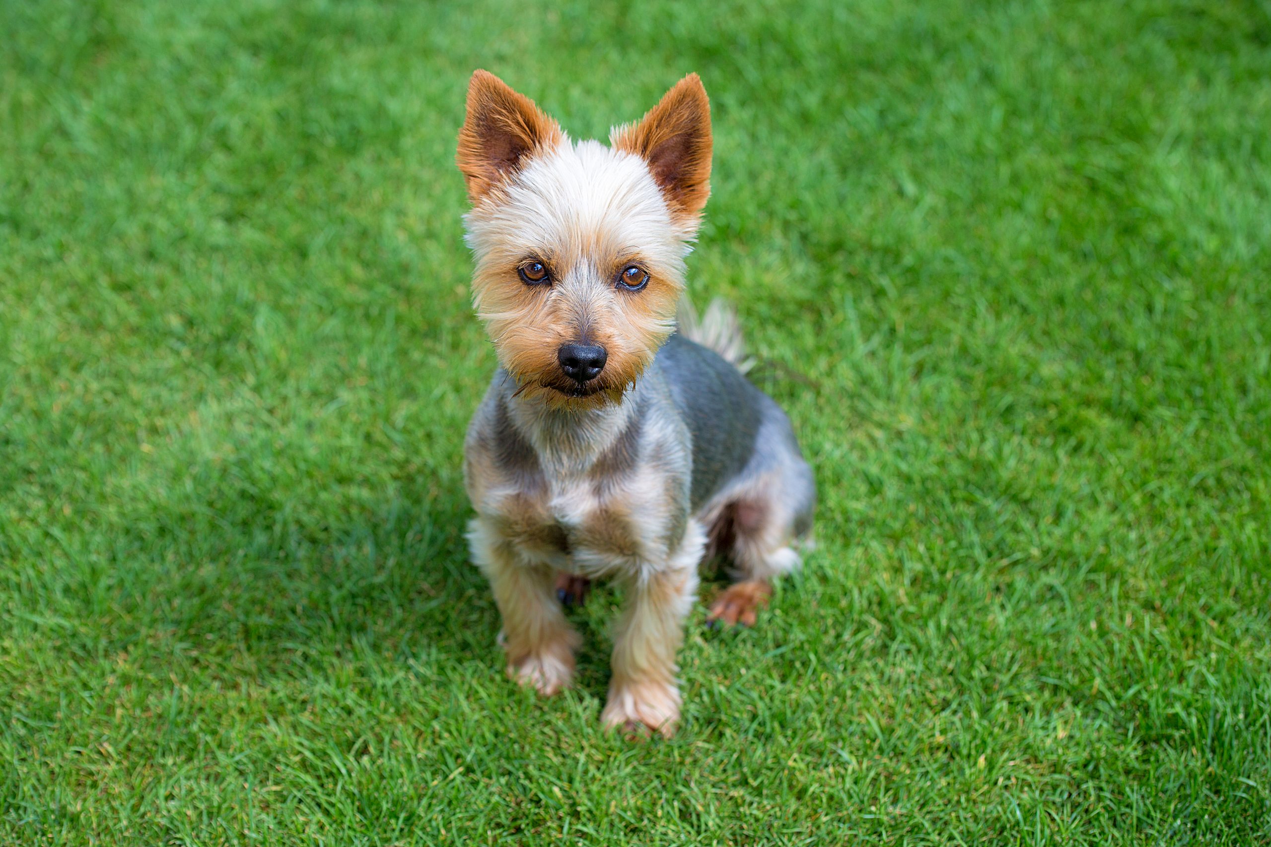 Adorable,Australian,Silky,Terrier,Posing,On,Fresh,Mowed,Lawn,In