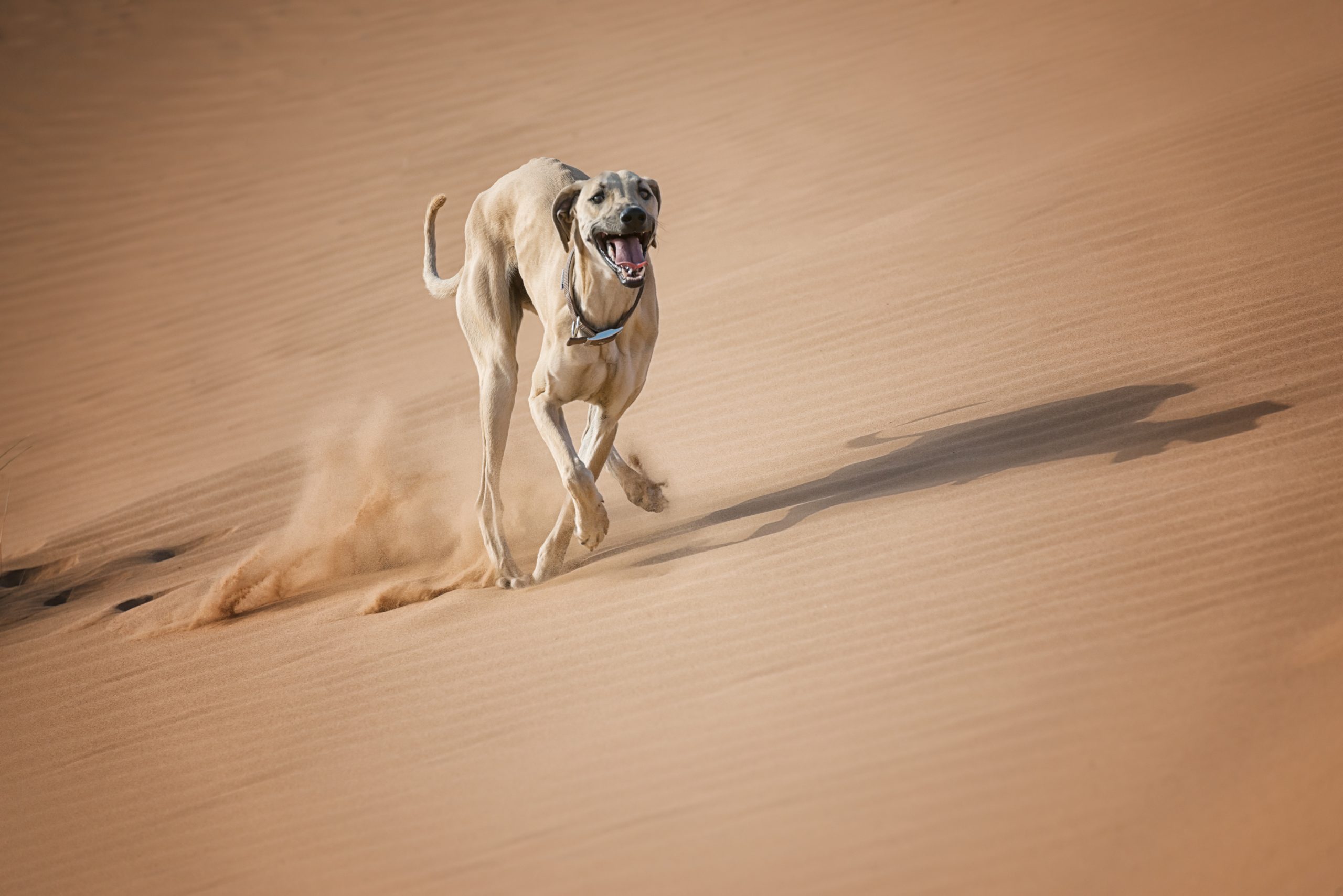 A,Sloughi,(arabian,Greyhound),Runs,In,The,Desert,Of,Morocco.