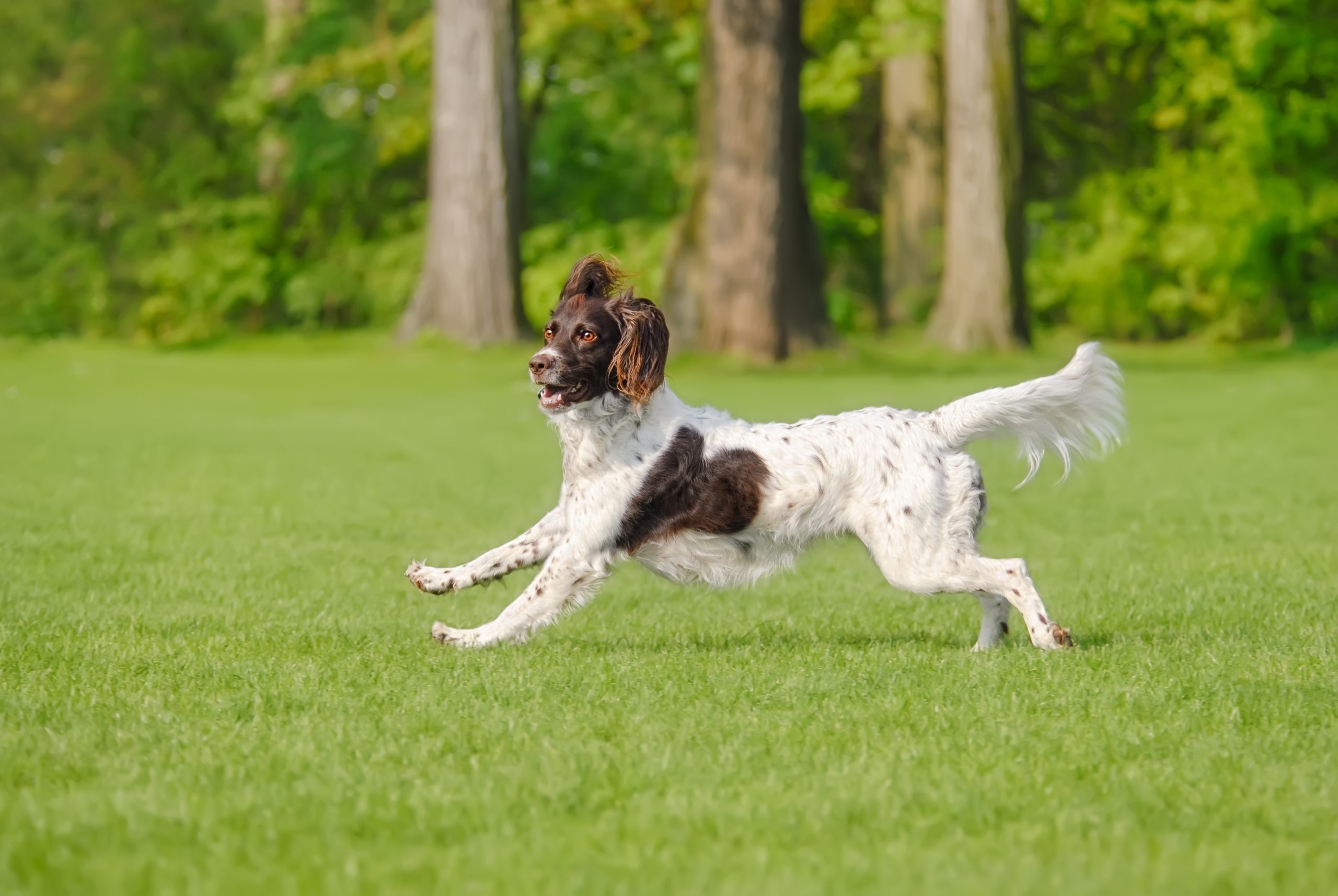 Small,Münsterländer,,A,Rare,Dog,Breed,,Female,,Running,Playfully,Across