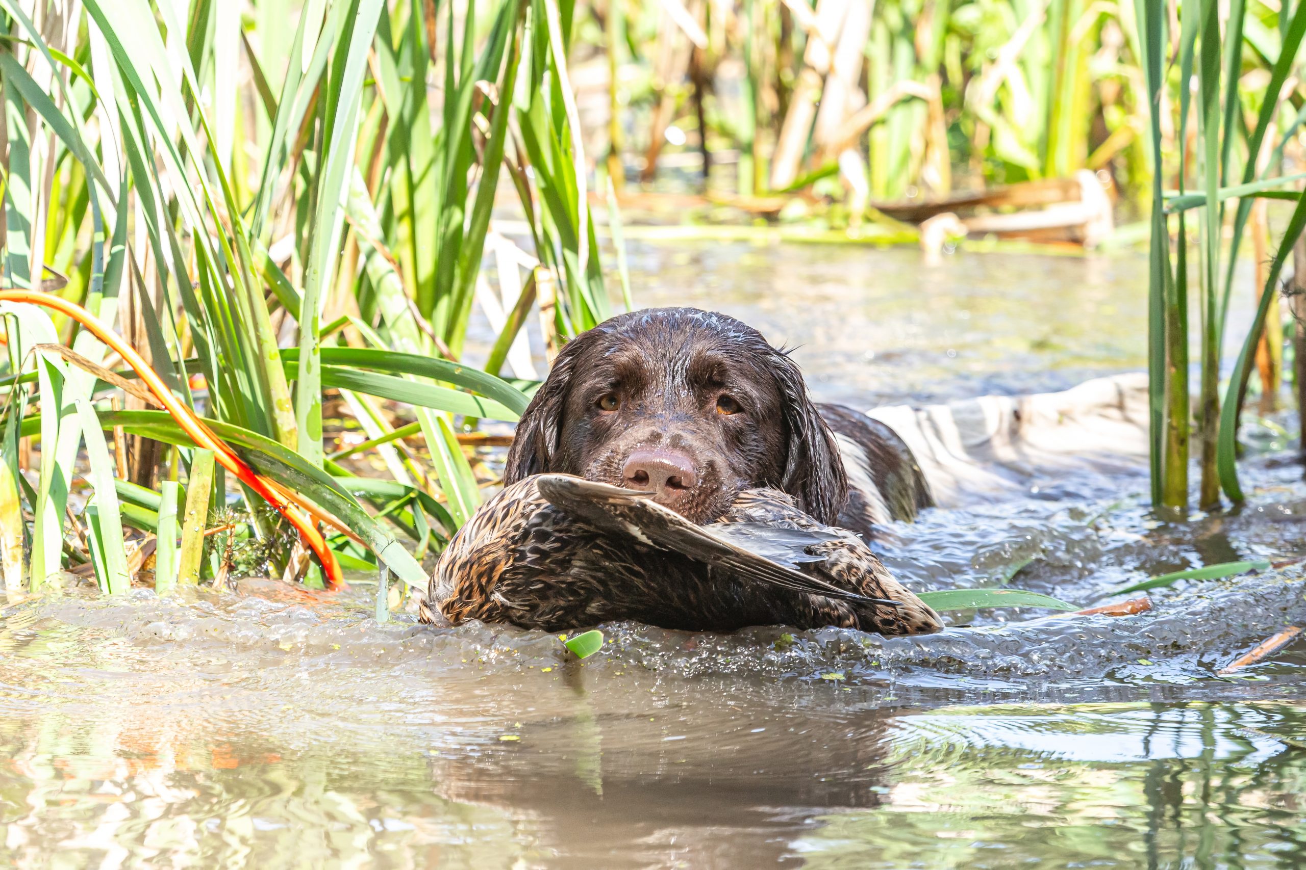 Portrait,Of,A,Brown,German,Small,Munsterlander,Pointer,Hound,Retrieving