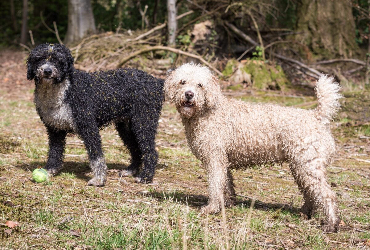 Spanish Water Dog