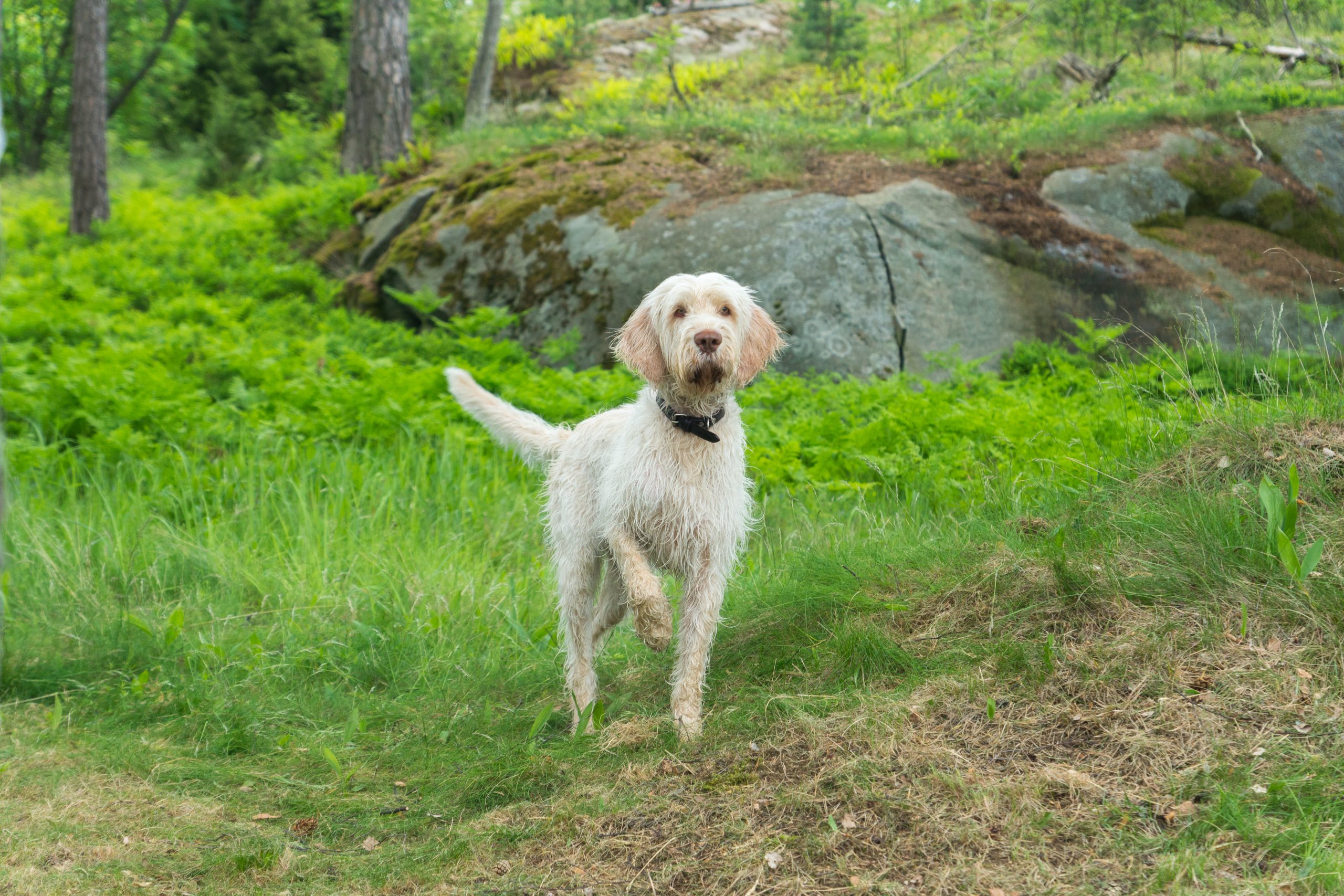 Alert,White,Dog,Breed,Spinone,Italiano,Standing,On,The,Green