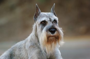 PetWireDaily — 11 Bearded Dog Breeds With Faces Full Of Character