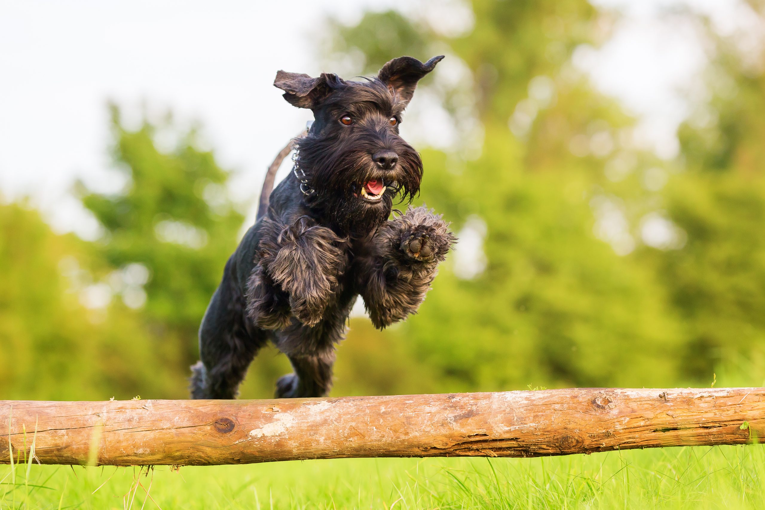Picture,Of,A,Standard,Schnauzer,Who,Jumps,Over,A,Wooden