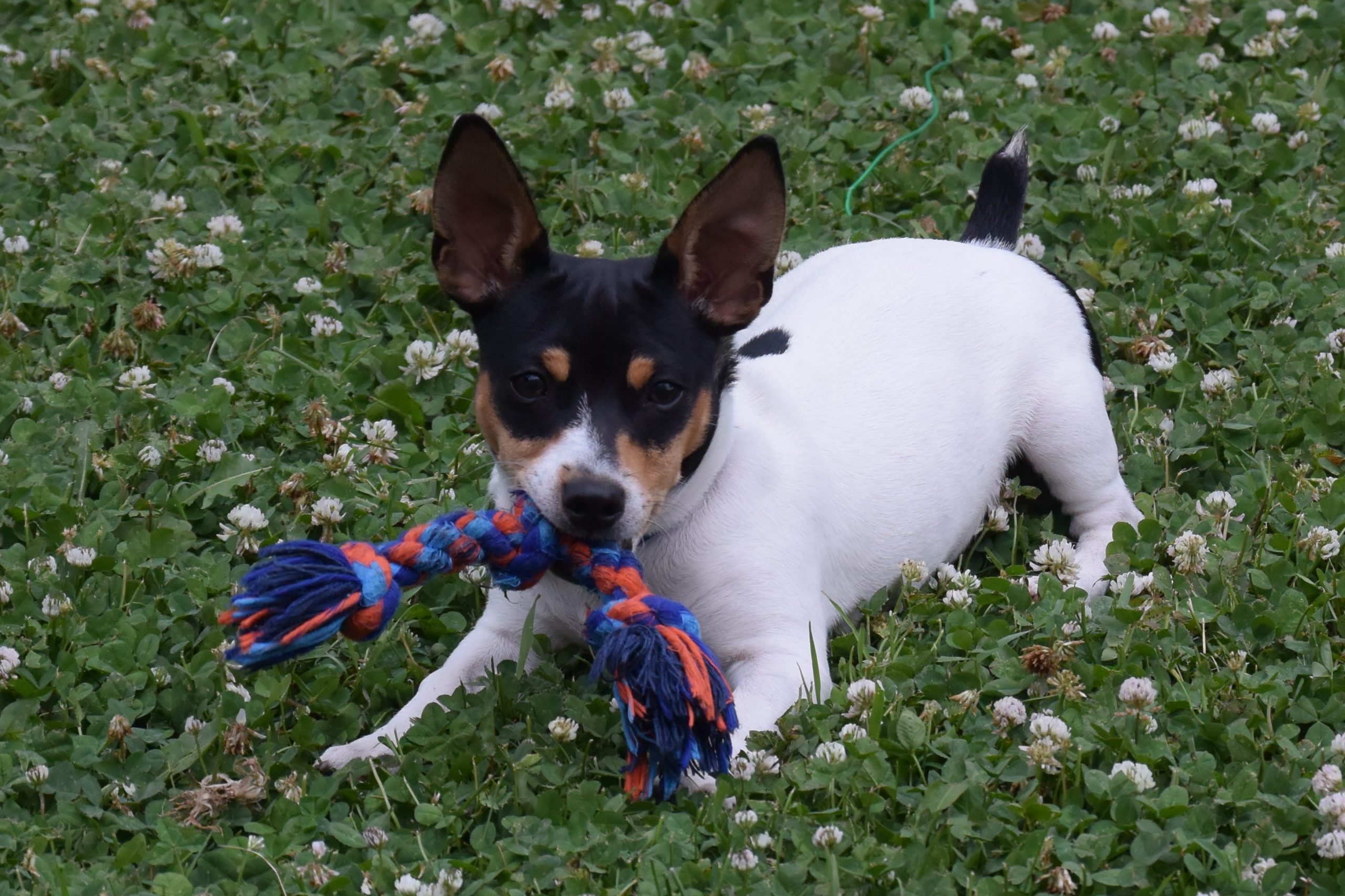 Happy,Teddy,Roosevelt,Rat,Terrier,Puppy,Playing,On,Field,Of