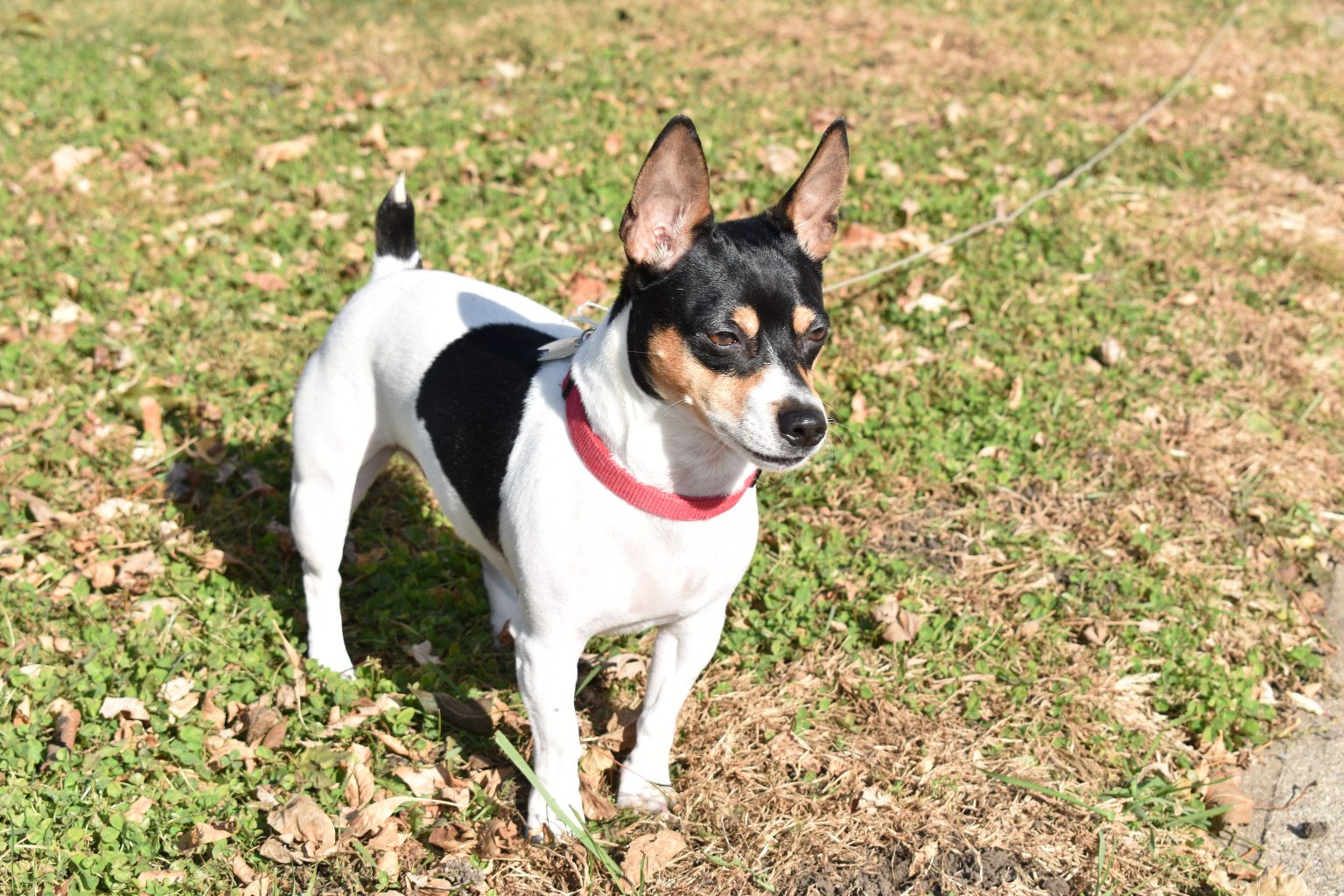 Pest Control Dogs The Best 10 Dog Breeds for Pest Control - iHeartDogs.com