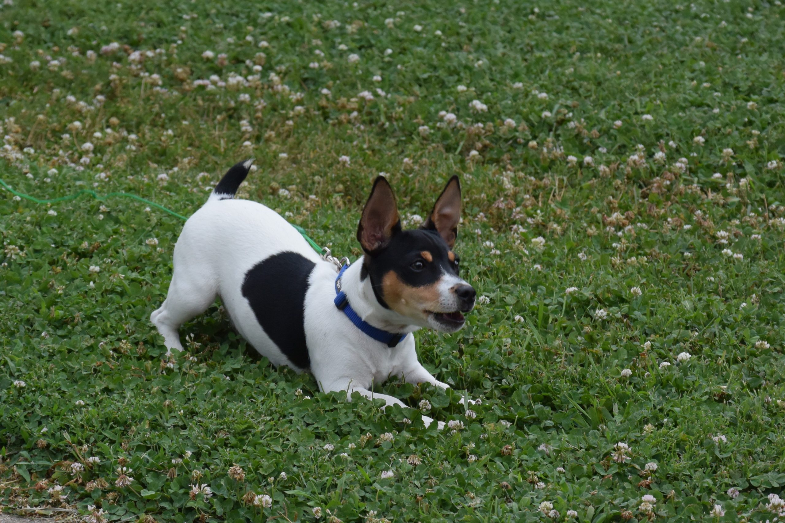 Happy,Teddy,Roosevelt,Rat,Terrier,Puppy,Playing,On,Field,Of