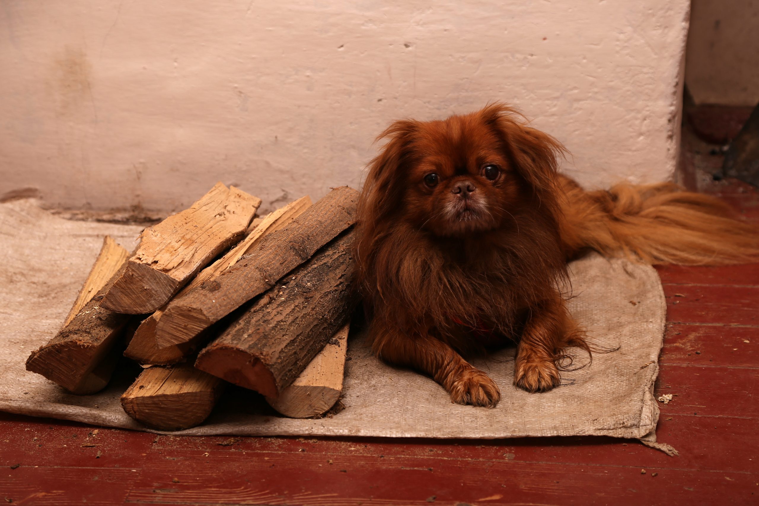 Red,Dog,Breed,Tibetan,Spaniel,Near,The,Firewood,And,Stove