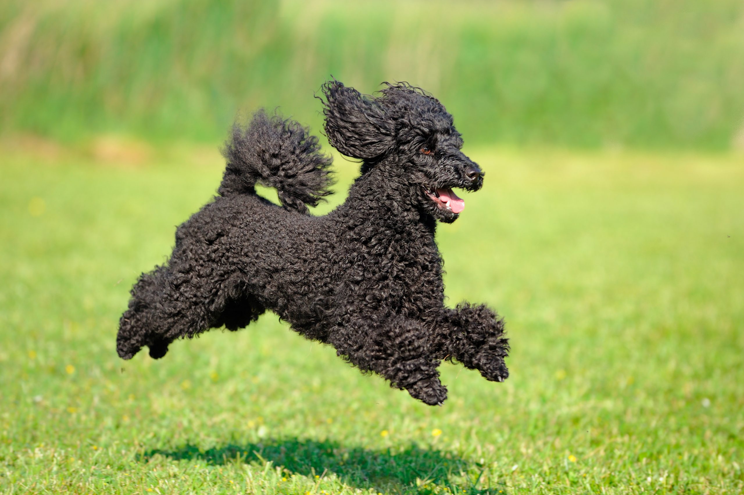 Poodle,Black,Jumping,Motion