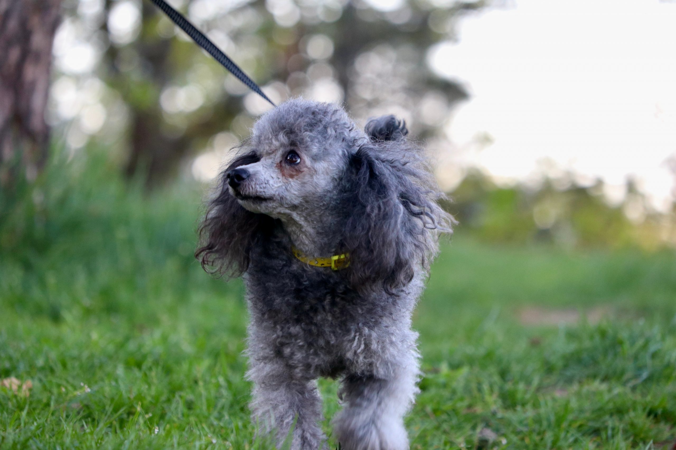 Photo,From,A,Walk,Of,A,Small,Toy,Poodle