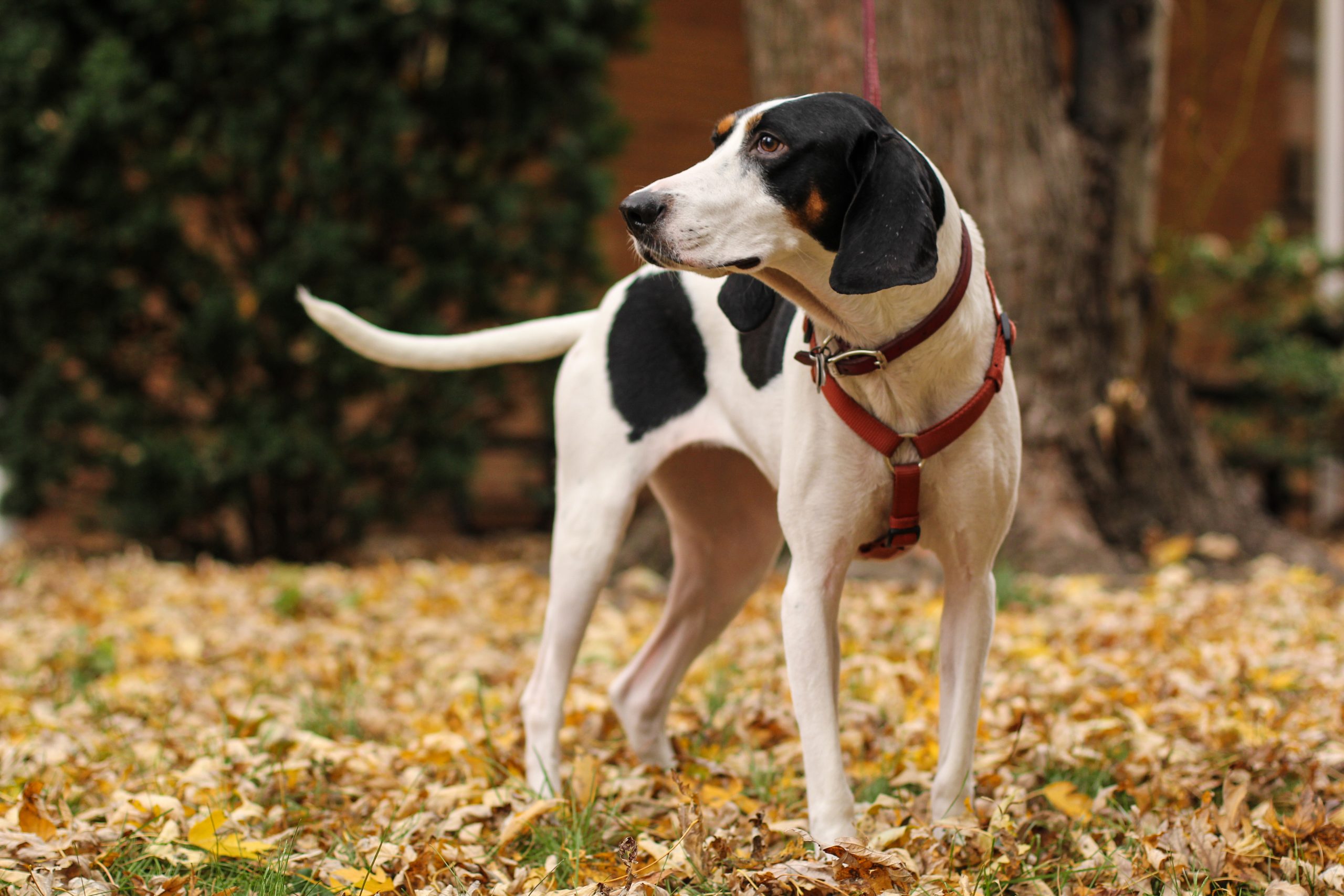 Black,And,White,Treeing,Walker,Coon,Hound,Dog,Is,Waiting