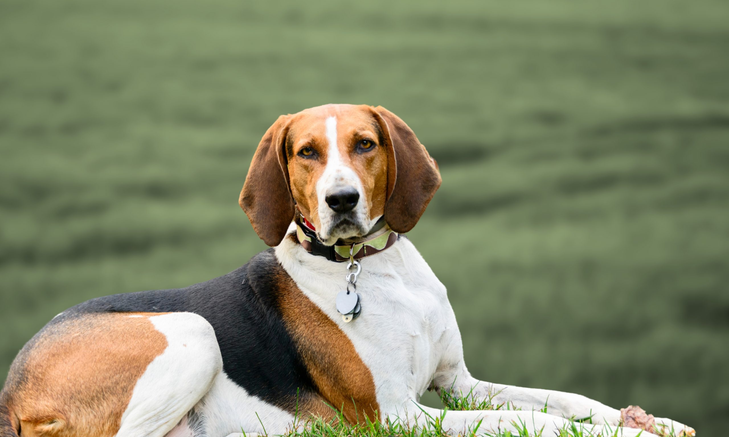 Portrait,Of,An,American,English,Coonhound