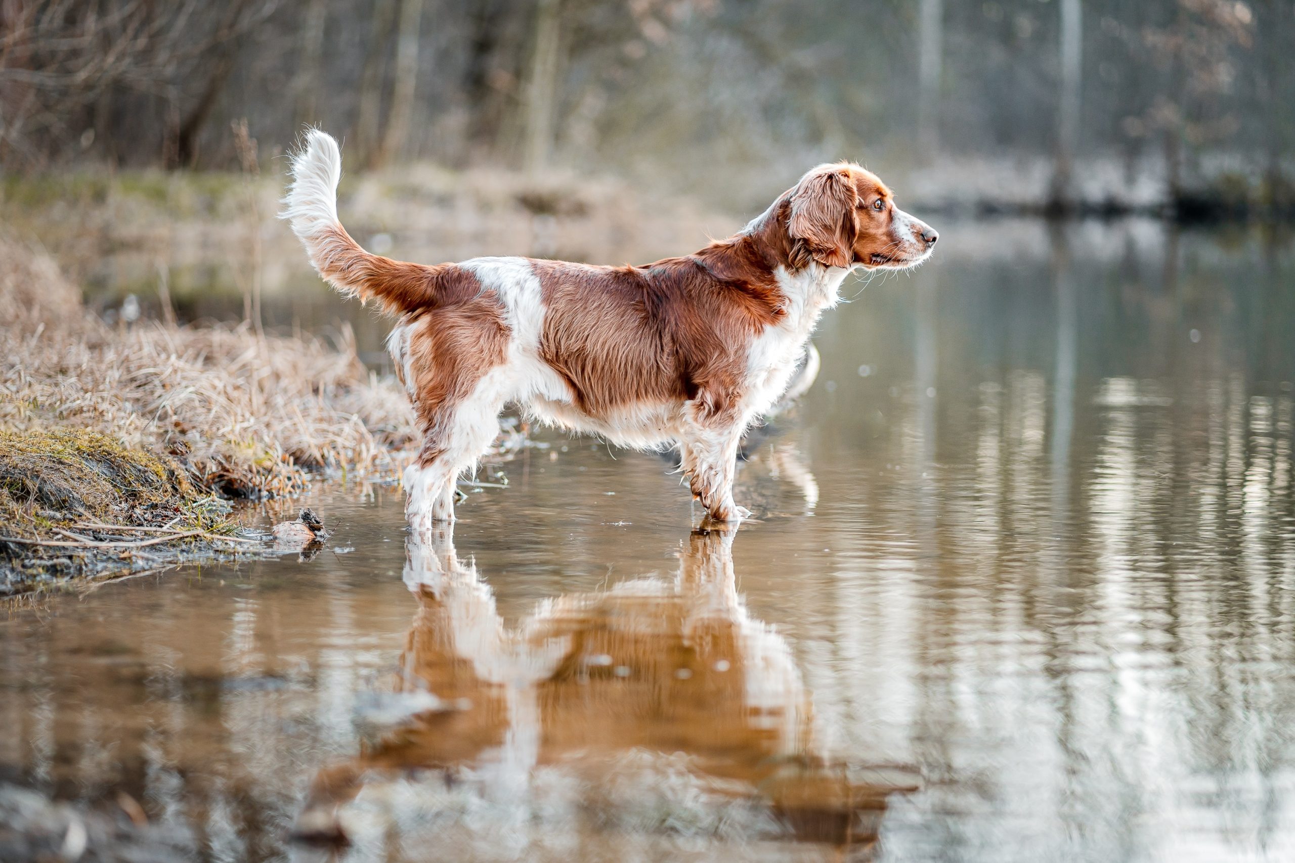 Hunting,Bird,Dog,Welsh,Springer,Spaniel,Standing,In,Water.,Reflection