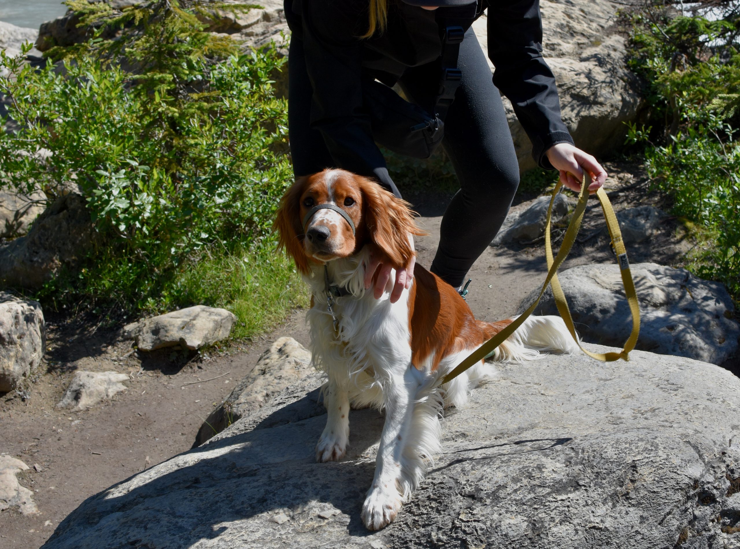 Welsh,Springer,Spaniel,Puppy,With,Female,Owner,Sitting,On,A