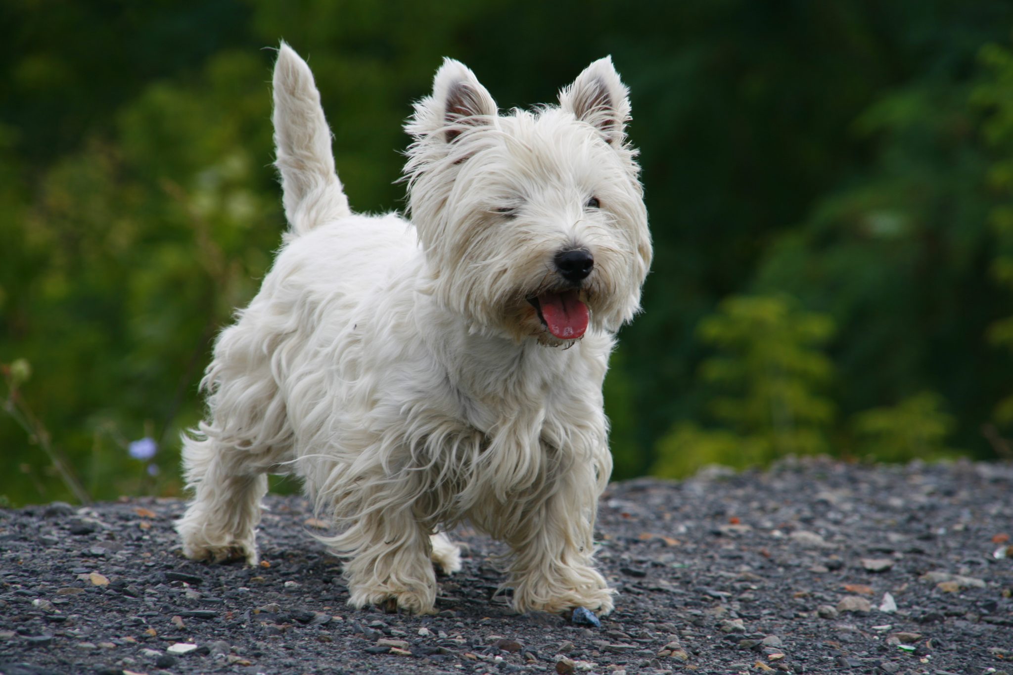 Pest Control Dogs The Best 10 Dog Breeds for Pest Control - iHeartDogs.com