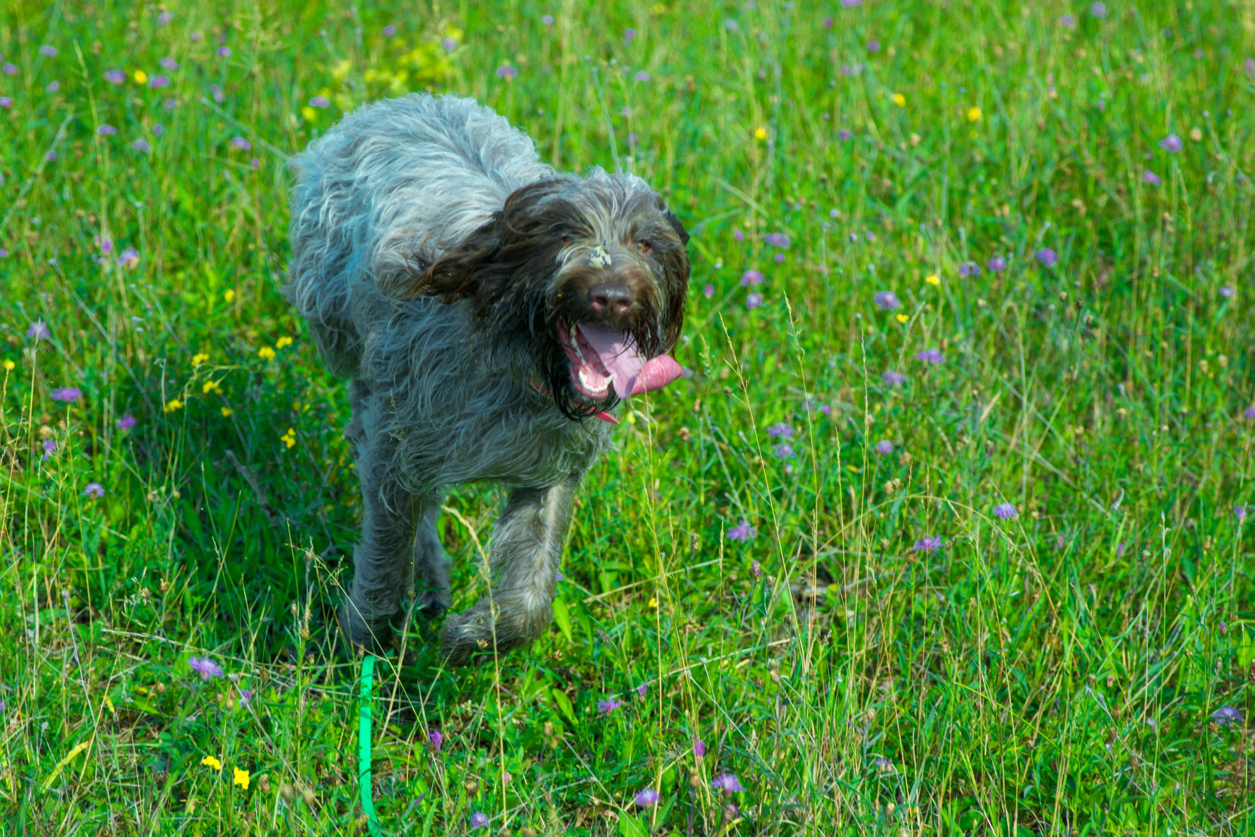 Wirehaired,Pointing,Griffon,In,Wildflowers