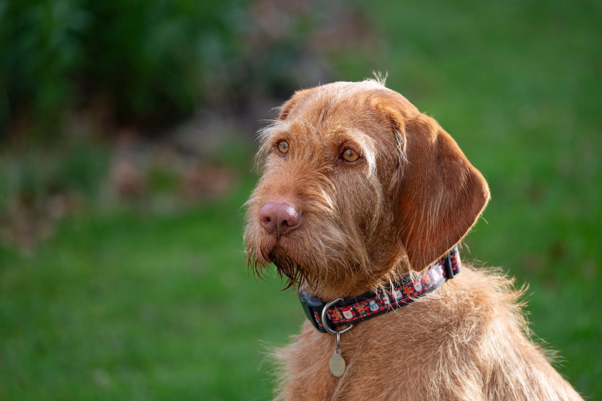 Wirehaired Vizsla in motion, bright eyes, focused on playful activity.