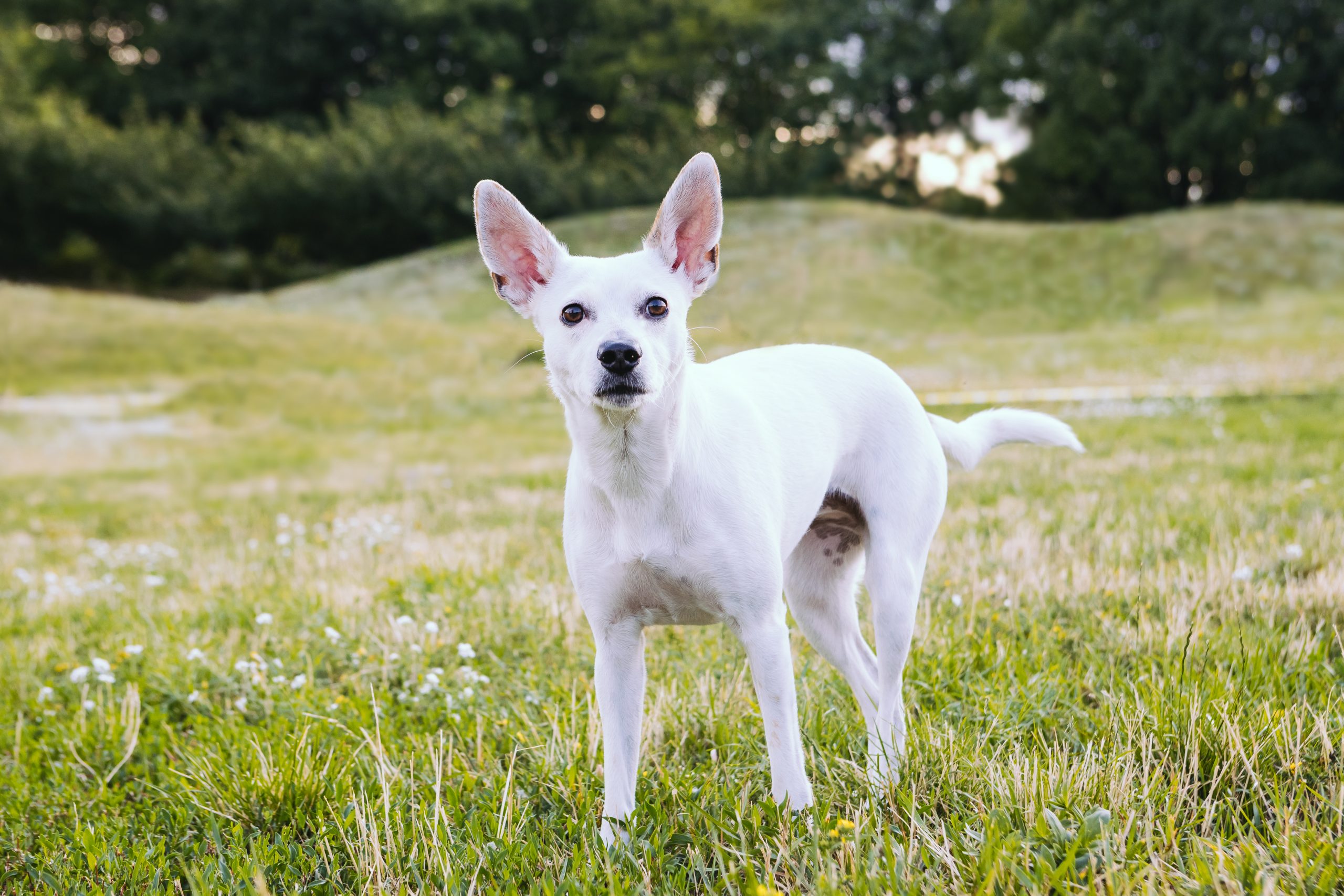 Dog,White,Xoloitzcuintli,Mexican,Hairless,With,Big,Pink,Ears.,Nature