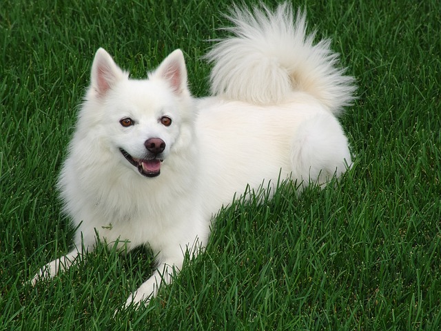 Ultimate American Eskimo Puppy Shopping List: Checklist of 23 Must-Have Items