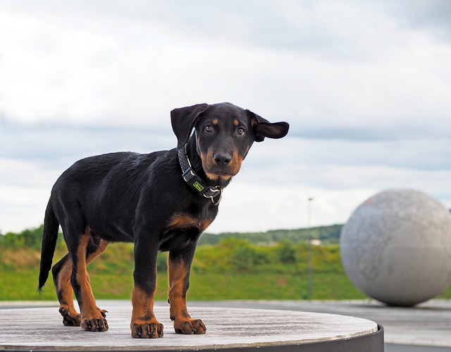 Ultimate Beauceron Puppy Shopping List: Checklist of 23 Must-Have Items