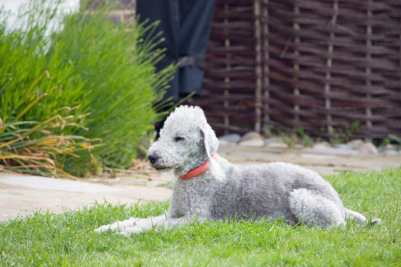 Ultimate Bedlington Terrier Puppy Shopping List: Checklist of 23 Must-Have Items