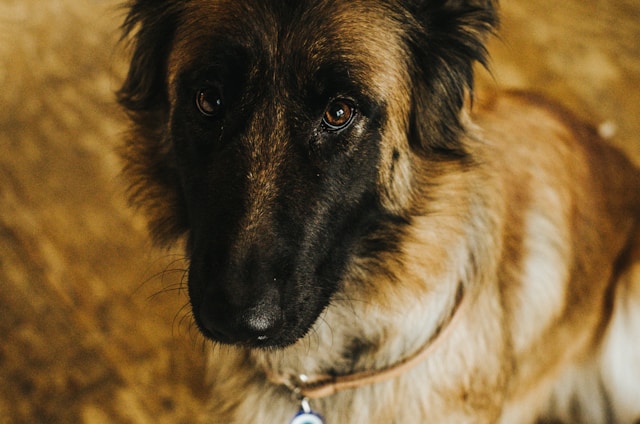 Ultimate Belgian Tervuren Puppy Shopping List: Checklist of 23 Must-Have Items