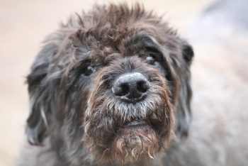 Ultimate Bouvier des Flandres Puppy Shopping List: Checklist of 23 Must-Have Items
