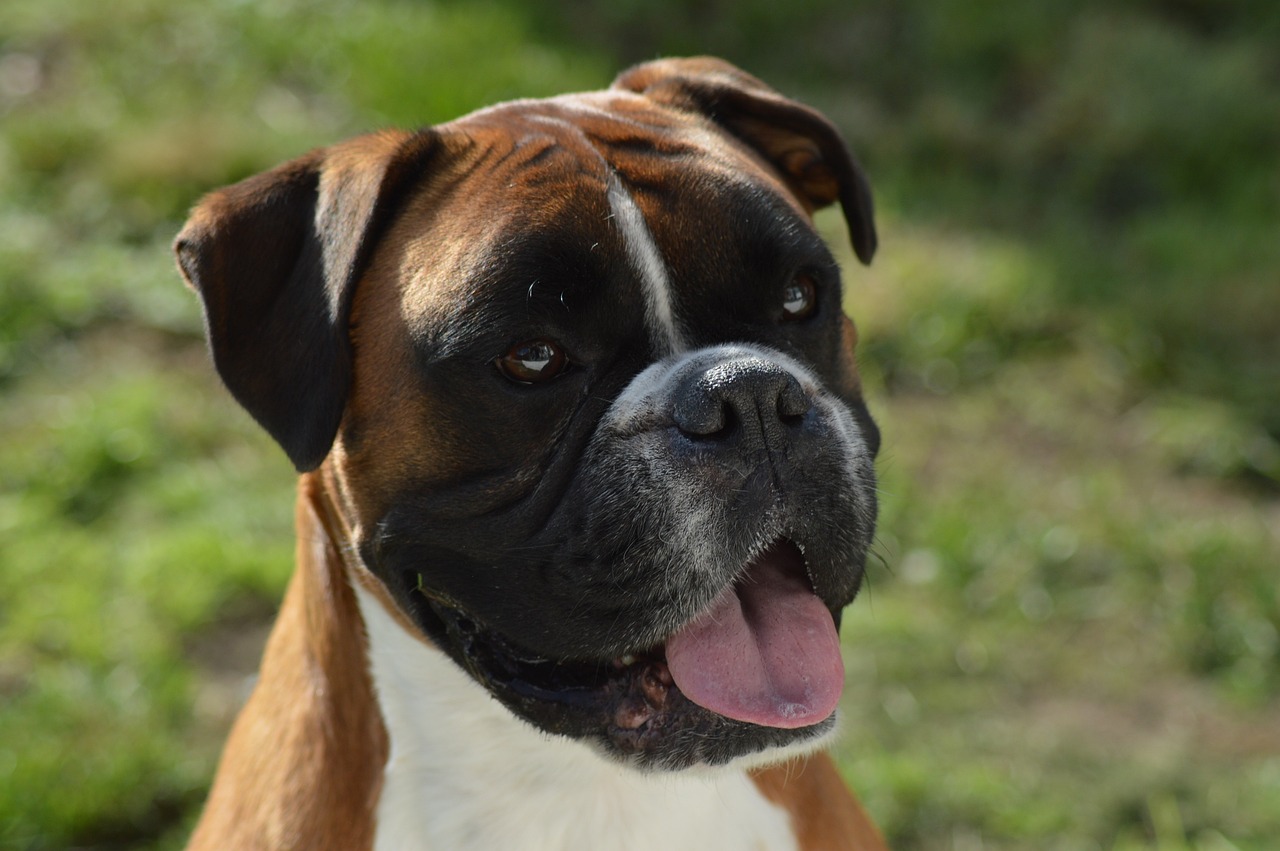 boxer-dog-3651031_1280-1