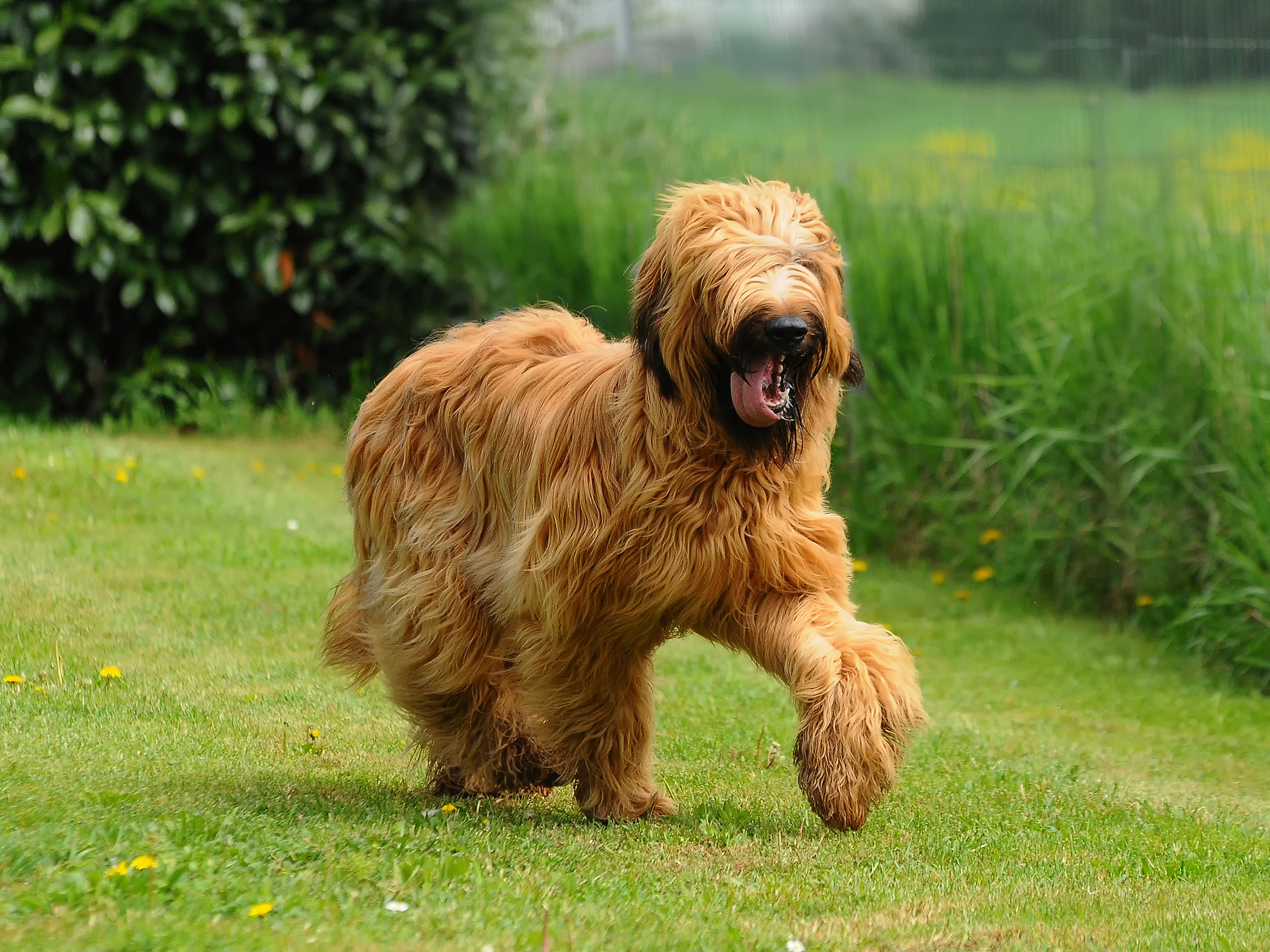 Male & Female Briard Weights & Heights by Age