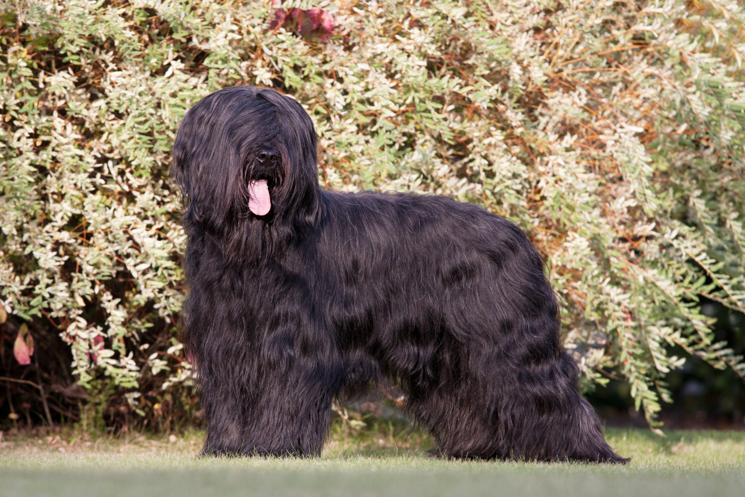 Ultimate Briard Puppy Shopping List: Checklist of 23 Must-Have Items