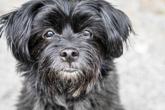Ultimate Affenpinscher Puppy Shopping List: Checklist of 23 Must-Have Items