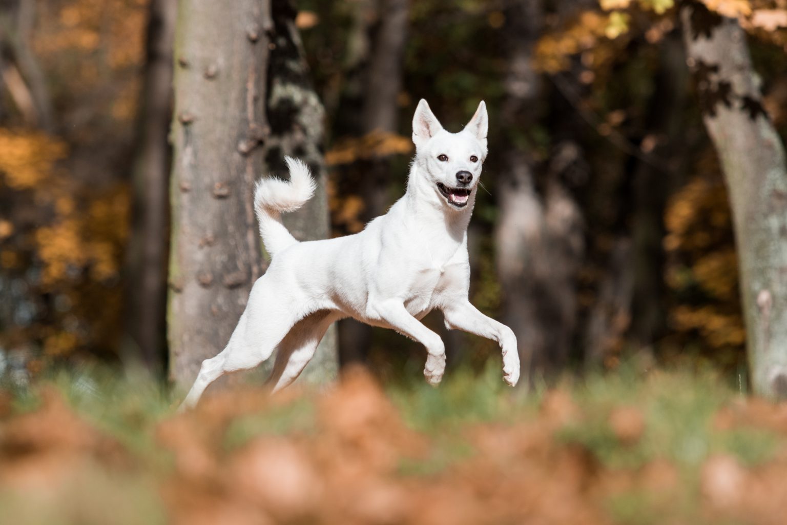 20 Dog Breeds That Love Hot Weather (and 7 That Hate the Heat)