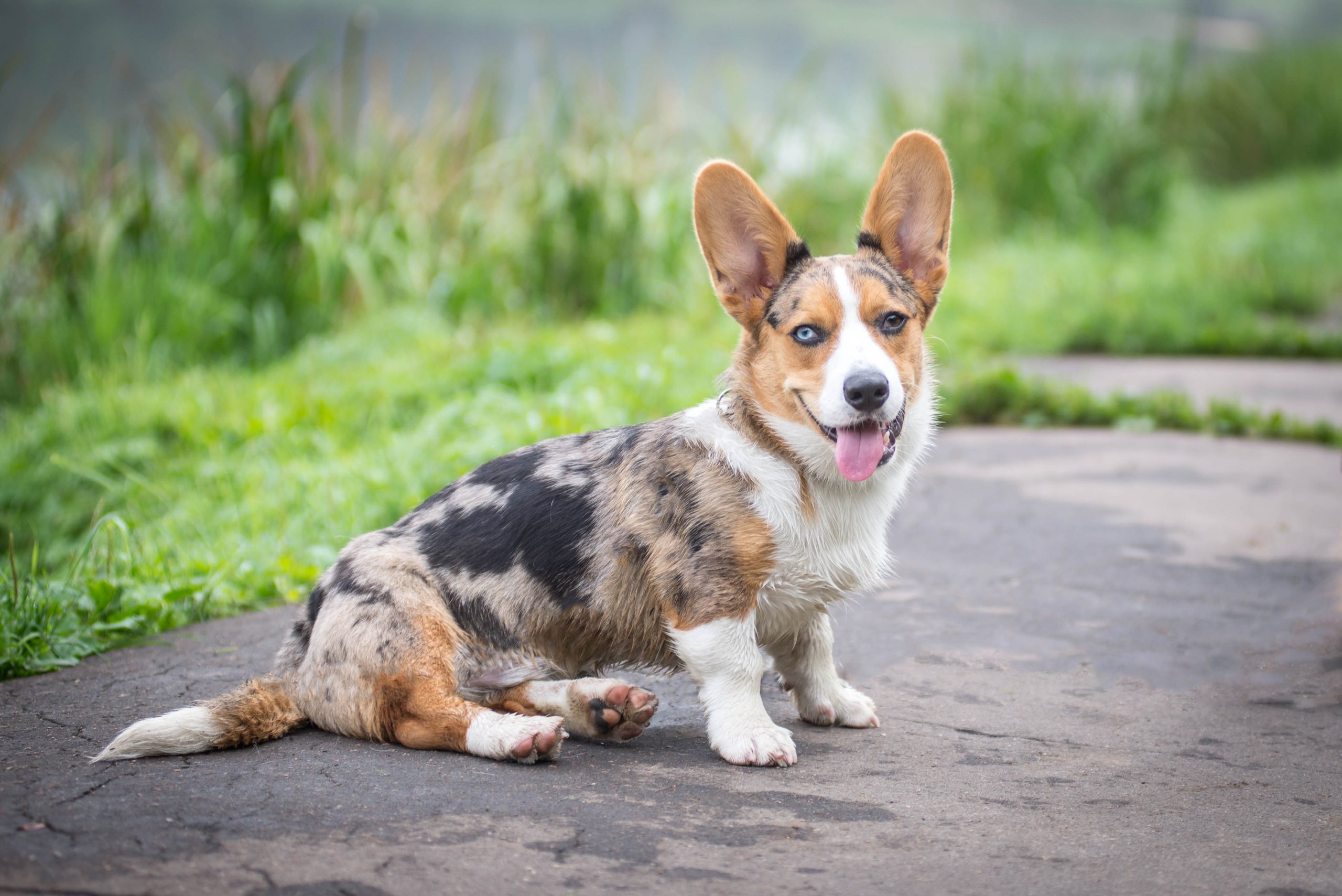 Cardigan Welsh Corgi Archives IHeartDogs Cardigan Welsh Corgi Archives IHeartDogs