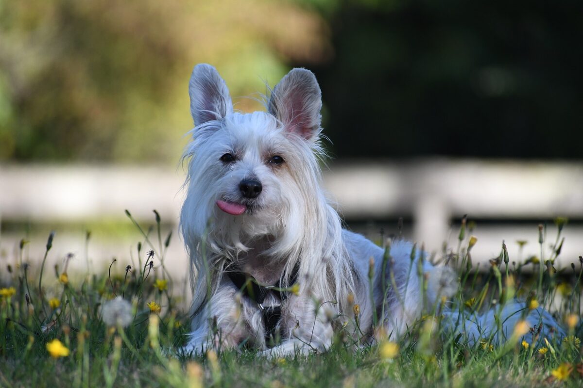 Chinese Crested