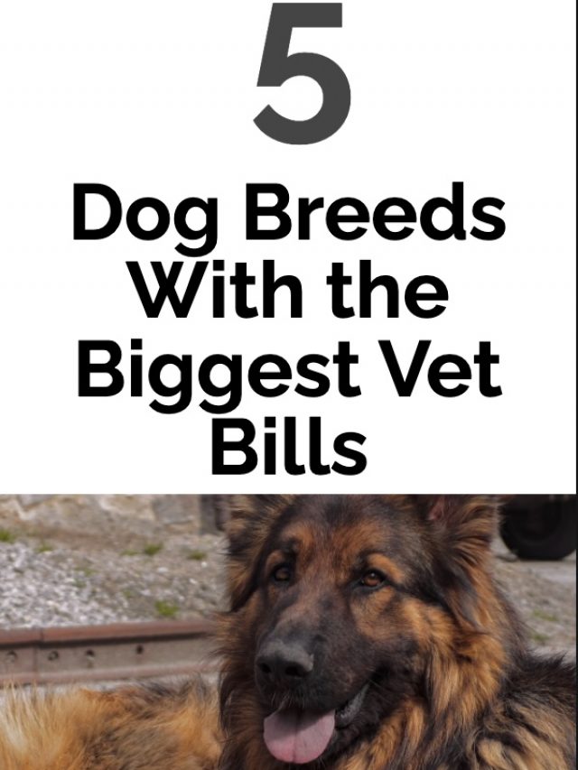 5 Dog Breeds With the Biggest Vet Bills