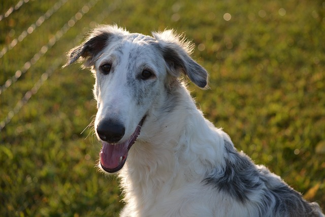 Ultimate Borzoi Puppy Shopping List: Checklist of 23 Must-Have Items