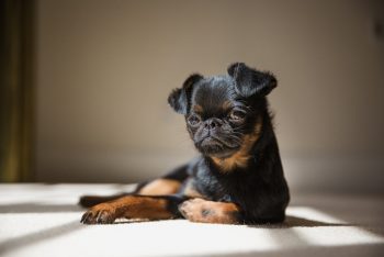 Ultimate Brussels Griffon Puppy Shopping List: Checklist of 23 Must-Have Items