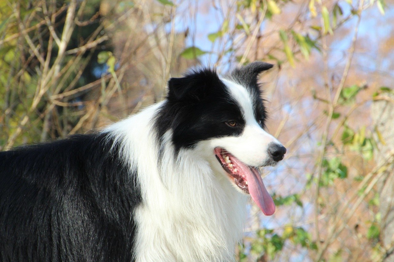 The 5 Love Languages of Border Collie’s